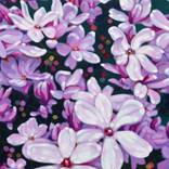 Magnolia #5 by C Soete