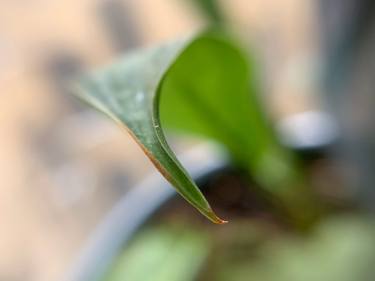 Green Macro thumb