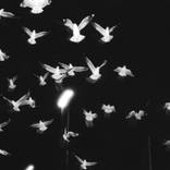 Gulls - Limited Edition of 20 by Rachel Main
