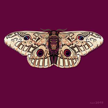 Butterfly PAWN EYES on a burgundy background thumb