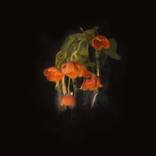 Melancholia #19 by Fiona Henderson