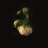 Melancholia #163 by Fiona Henderson