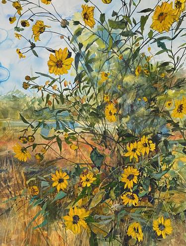 Wild Sunflowers along the Rillito River thumb