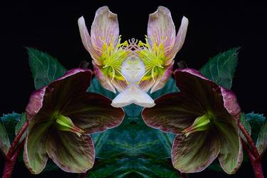 Original Botanic Photography by James Shambhu