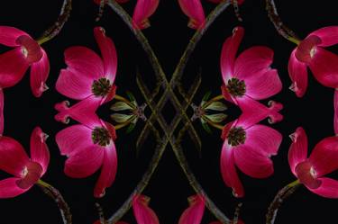 Original Abstract Botanic Photography by James Shambhu