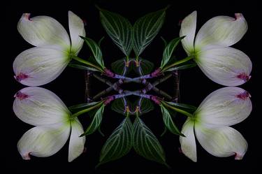 Original Abstract Floral Photography by James Shambhu