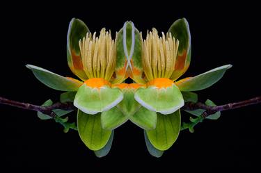 Tulip Poplar 10194 - Limited Edition of 10 thumb