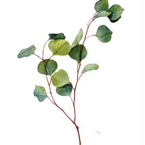 A graceful twig of Gunn's eucalyptus. Original watercolour