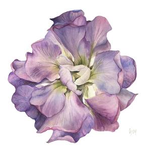 Matthiola. Magic flower
