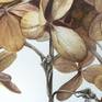 Hydrangea, details. Original watercolour painting