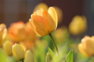 Beautiful Bright Tulip Yellow Flowers thumb