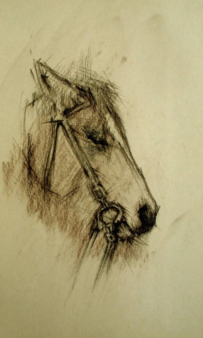 Horse's Head, Drawing From The Front View - Horse Head Front View Drawing