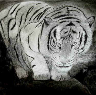 Tiger : White Tiger Crouching thumb