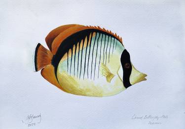 Original Fine Art Fish Paintings by John N Mason