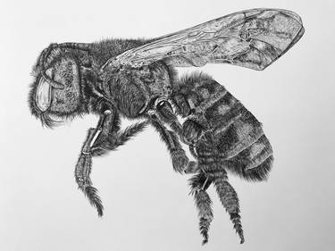 Print of Fine Art Animal Drawings by Mia Pangilinan