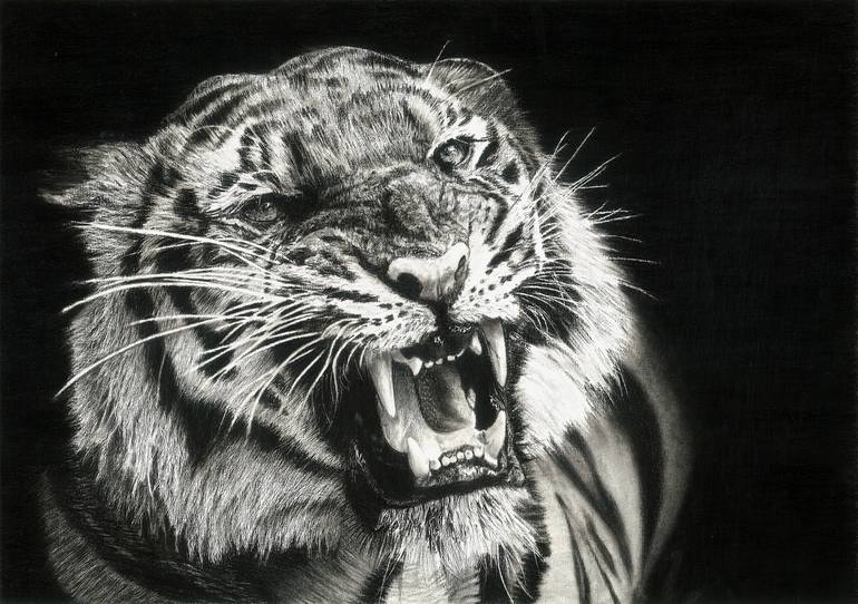 roaring tiger drawing