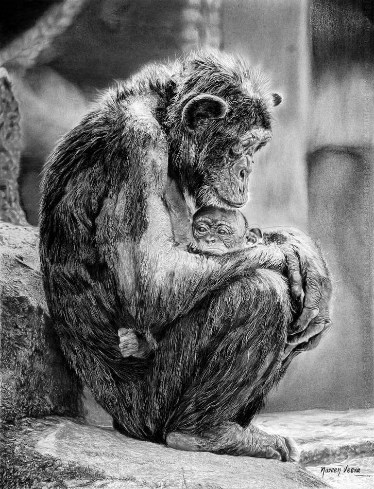 Hyperrealistic Chimpanzee Pencil Sketch - The Mother Love Drawing by ...