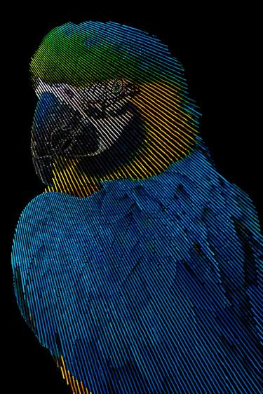Blue Macaw thumb