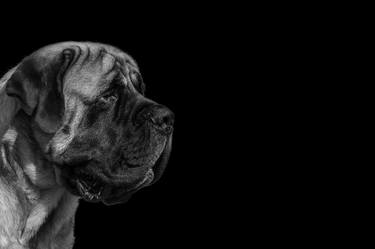 Original Fine Art Dogs Photography by Vincent Zuniaga