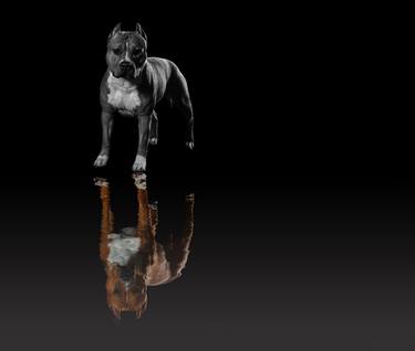 Original Fine Art Dogs Photography by Vincent Zuniaga