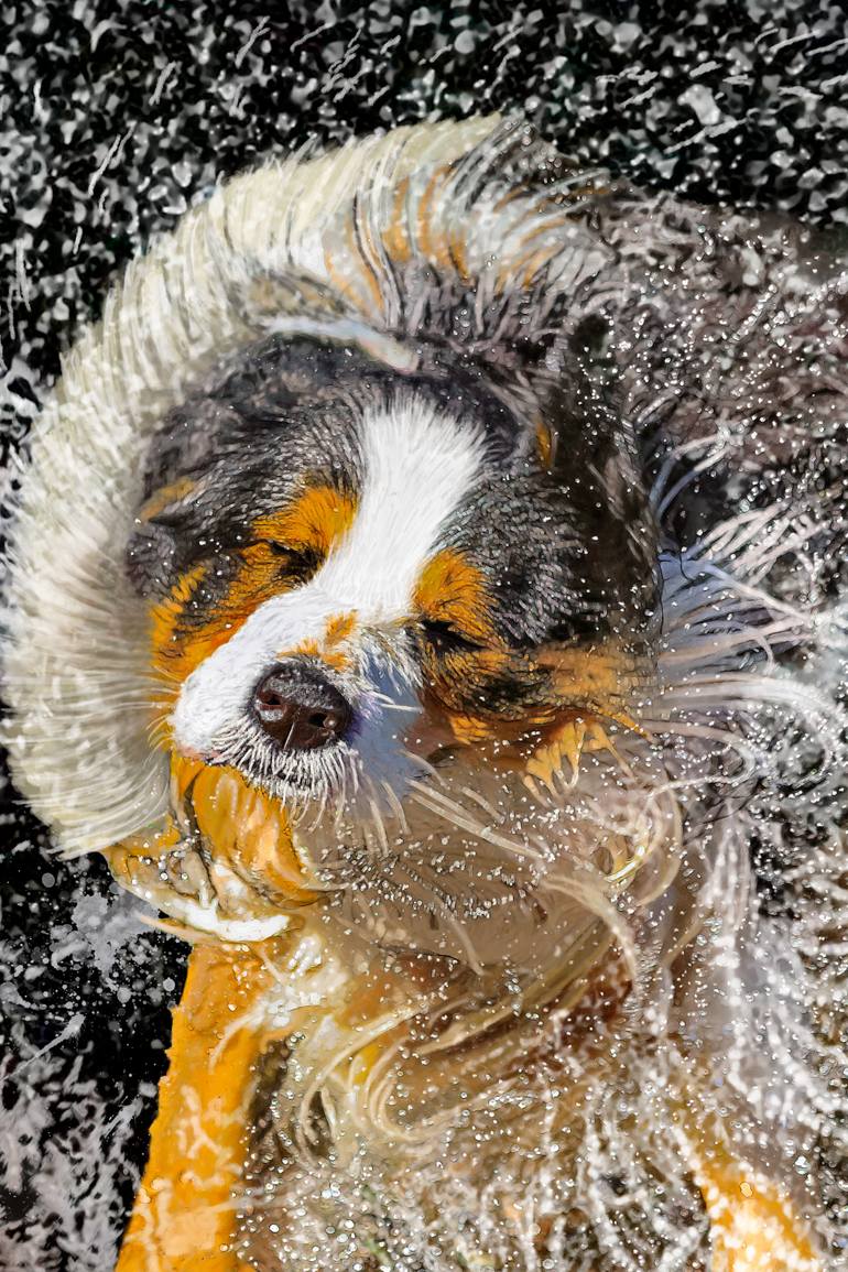 Original Figurative Dogs Digital by Vincent Zuniaga