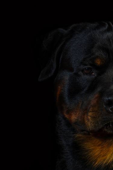 Rottweiler Portrait - Limited Edition of 3 thumb