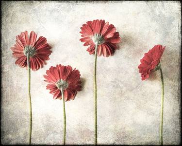 Original Floral Photography by Glen and Gayle Wans