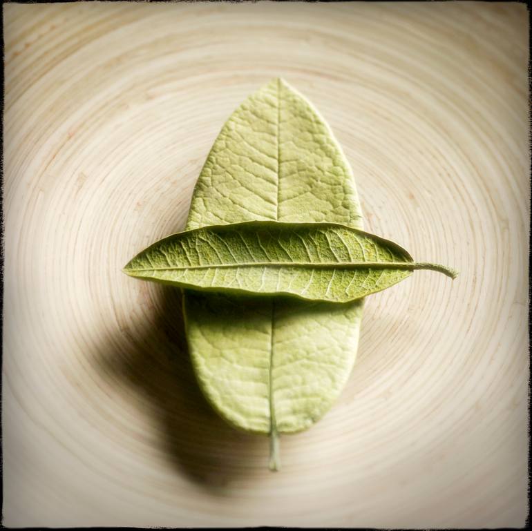 Original Still Life Photography by Glen And Gayle Wans | Conceptual Art on Paper | Two Green Leaves