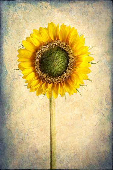 Sunflower #4 thumb