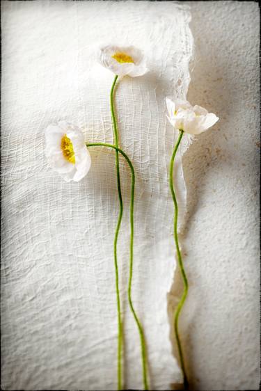 Original Conceptual Floral Photography by Glen and Gayle Wans
