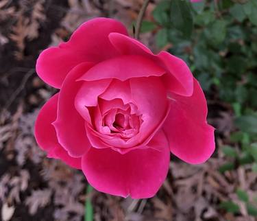 Vibrant rose - Limited Edition of 12 thumb