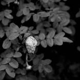 no scent by Mona Naess