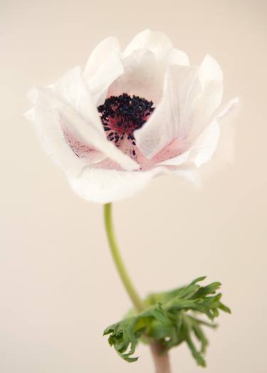 Print of Fine Art Botanic Photography by changwook you