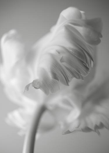 Print of Fine Art Botanic Photography by changwook you
