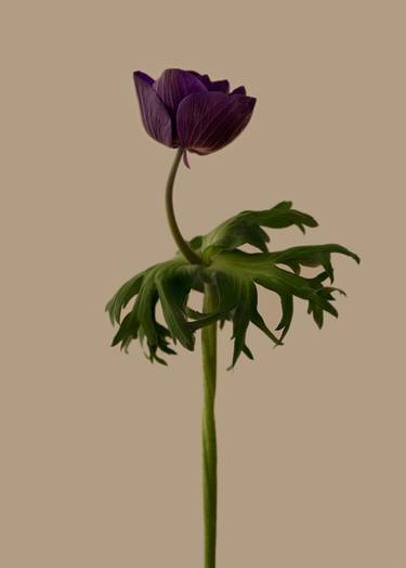 Print of Fine Art Floral Photography by changwook you
