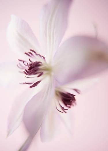 Original Fine Art Floral Photography by changwook you