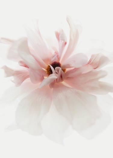 Full Bloom 0999 (Ready to hang) - Limited Edition of 150 image
