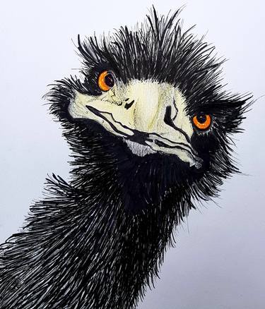 Original Animal Drawings by Thomas Taylor