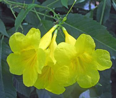 Yellow Flower thumb