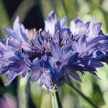 Cornflower by Joanna Poulson