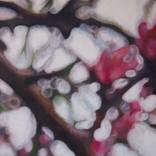 Prunus Nucipersica (Nectarine) by Joanna Poulson