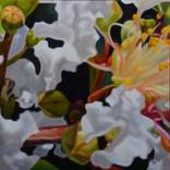 Lagerstroemia Natchez (White crepe myrtle) by Joanna Poulson
