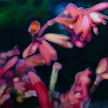 Oxyphora (Fuzzy Bolivian Sage) by Joanna Poulson