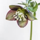 Collection Botanical