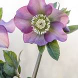 Collection Botanical