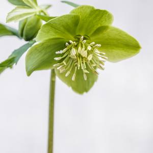 Collection Botanical