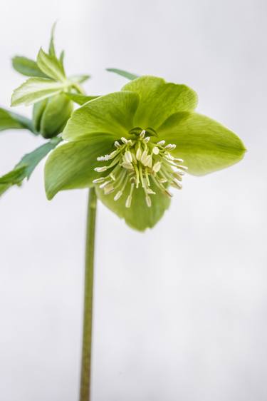 Helleborus viridis - Limited Edition of 50 thumb