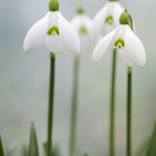 Collection Galanthus (Snowdrops)