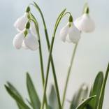 Collection Galanthus (Snowdrops)