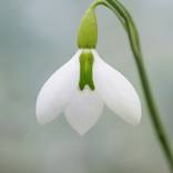 Collection Galanthus (Snowdrops)